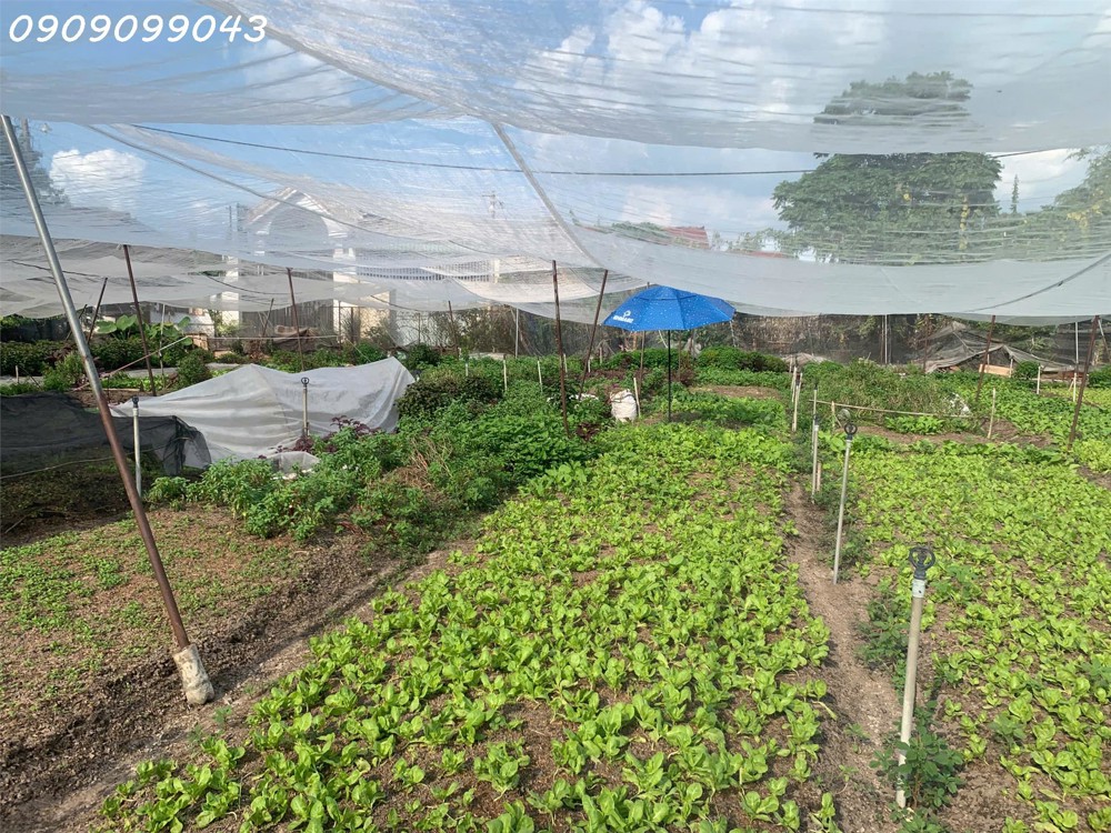 Bán Đất Đẹp Trần Thị Bốc – Thới Tam Thôn, Hóc Môn – Chỉ Hơn 20 Tỷ