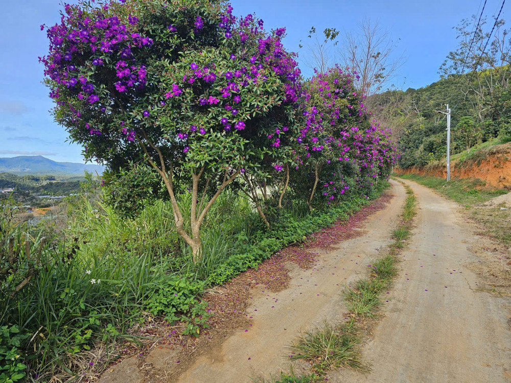 Đất Đẹp - Giá Rẻ- Chính Chủ Cần Bán Gấp Lô Đất Mặt Tiền Hiện Hữu Vị Trí Tại Tp Đà Lạt, Lâm Đồng