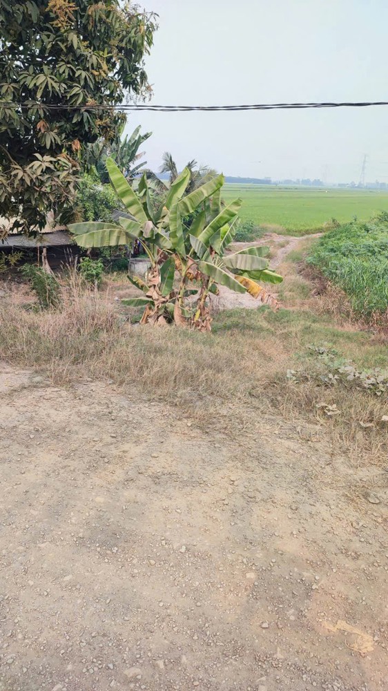 Đầu Tư Là Sinh Lời - Chính Chủ Cần Bán Lô Đất Xã Tân Hoà, Huyện Tân Thạnh, Long An