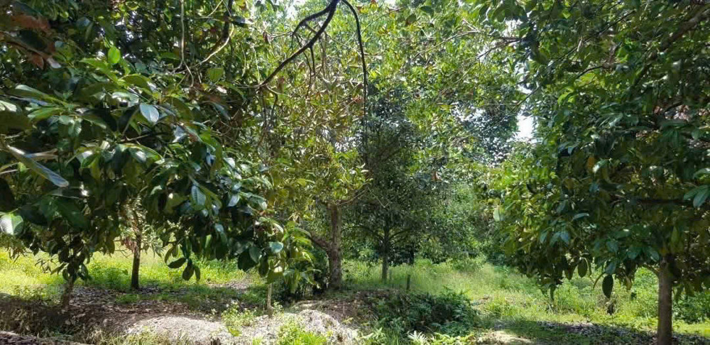 Siêu Phẩm Đất Khu Dân Cư – Trung An, Củ Chi – Quy Mô Khủng Hiếm Có
