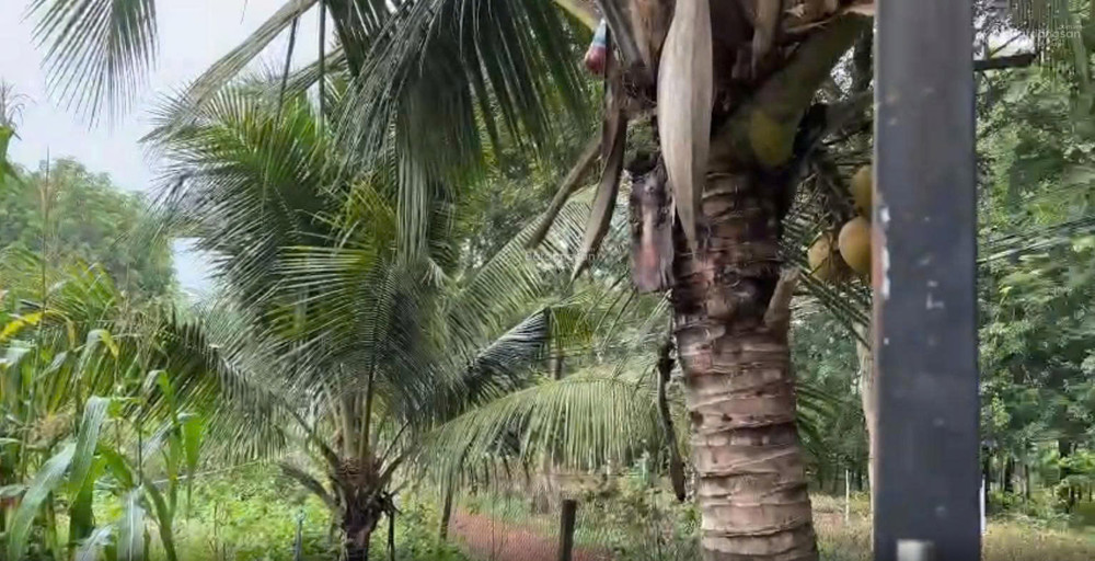 Chính Chủ Bán Hoặc Cho Thuê Nhà Vườn 1.600M² – Không Gian Xanh Lý Tưởng Cho Nghỉ Dưỡng, Làm