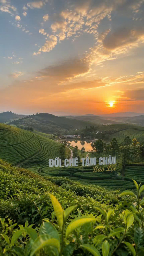 Chủ Cần Bán Gấp Villas Nghĩ Dưỡng Bảo Lộc - Cách Đồi Trà Tâm Châu Chỉ 1 Km - Chỉ 3.650 Tỉ