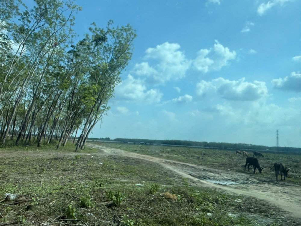 Siêu Phẩm (46X110) 2Mt Củ Chi – 4.500M², Thổ Cư 2.600M², Chỉ 8 Triệu/m²