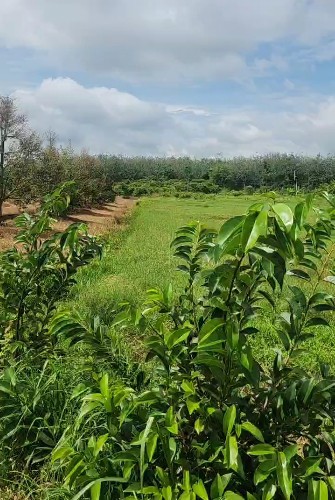 [L2682*] 1.8Ha Đất Trồng Sầu Riêng Sát Chợ Truông Mít - Giá 5.X Tỷ