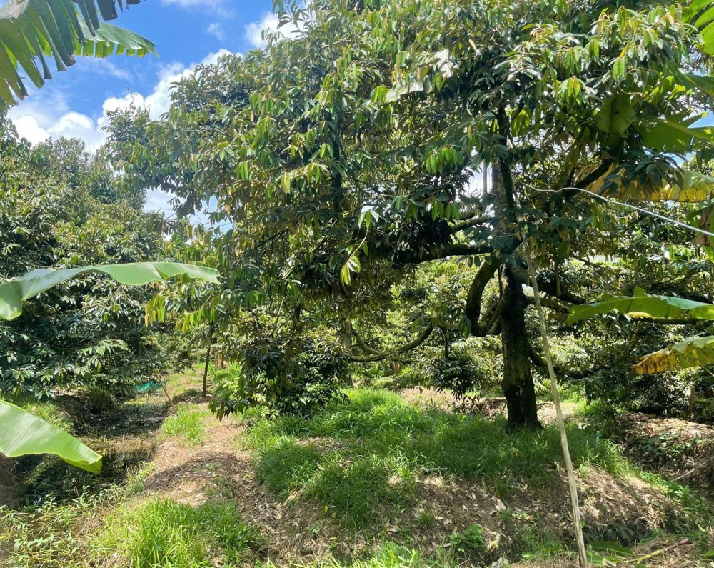 Chính Chủ Bán 3.400M² Đất Trồng Sầu Riêng Ri6 – Vườn Đang Thu Hoạch - Xã Bình Phú, Đồng Tháp