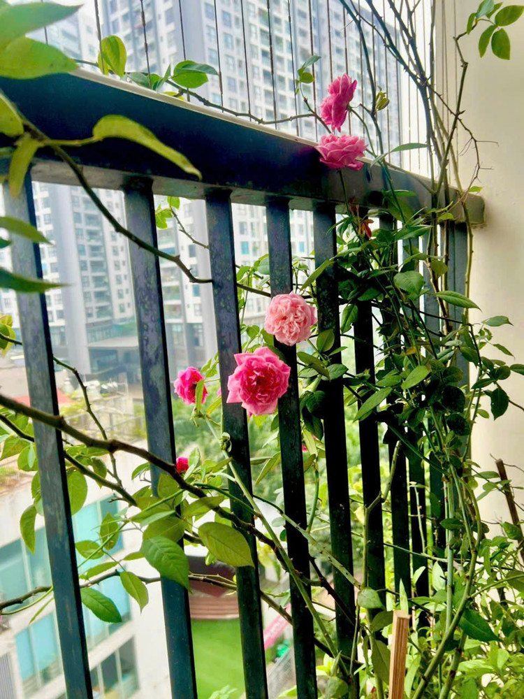 Bán Gấp Giá Rẻ Chung Cư Trần Thủ Độ 83M, Tầng 9, Mặt Thoáng 10M, 5.7 Tỷ Hoàng Mai