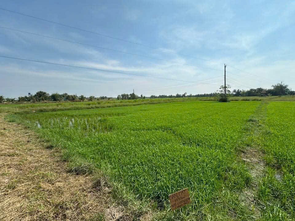 Cơ Hội Đầu Tư Giá Tốt - Chính Chủ Bán Gấp Lô Đất Trồng Lúa Xã Bình Thành, Đức Huệ, Long An