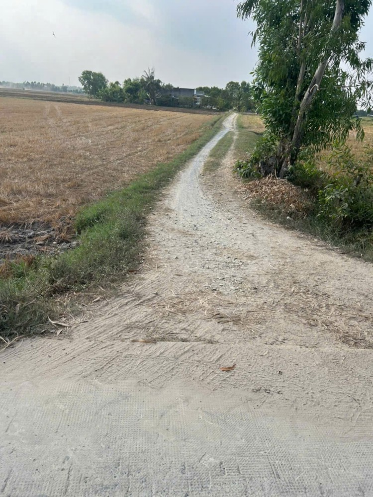 Cơ Hội Đầu Tư Giá Tốt - Chính Chủ Bán Gấp Lô Đất Trồng Lúa Xã Bình Thành, Đức Huệ, Long An