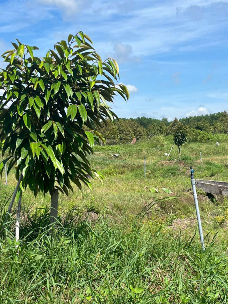 Chính Chủ Bán 7.000M² Đất Nhà Vườn Gần Kcn Phước Đông – Mặt Tiền 54M - Huyện Gò Dầu, Tây Ninh - Giá