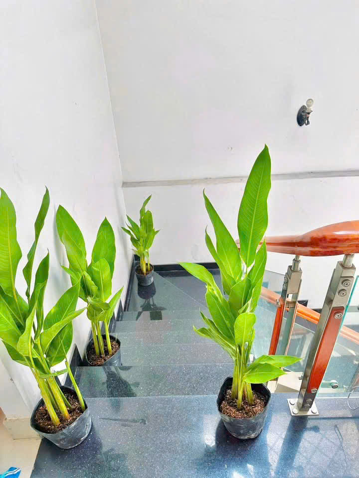 Cho Thuê Phòng Dành Riêng Cho Nữ Sinh Viên Và Nhân Viên Văn Phòng Tại Tân Bình, Hồ Chí Minh