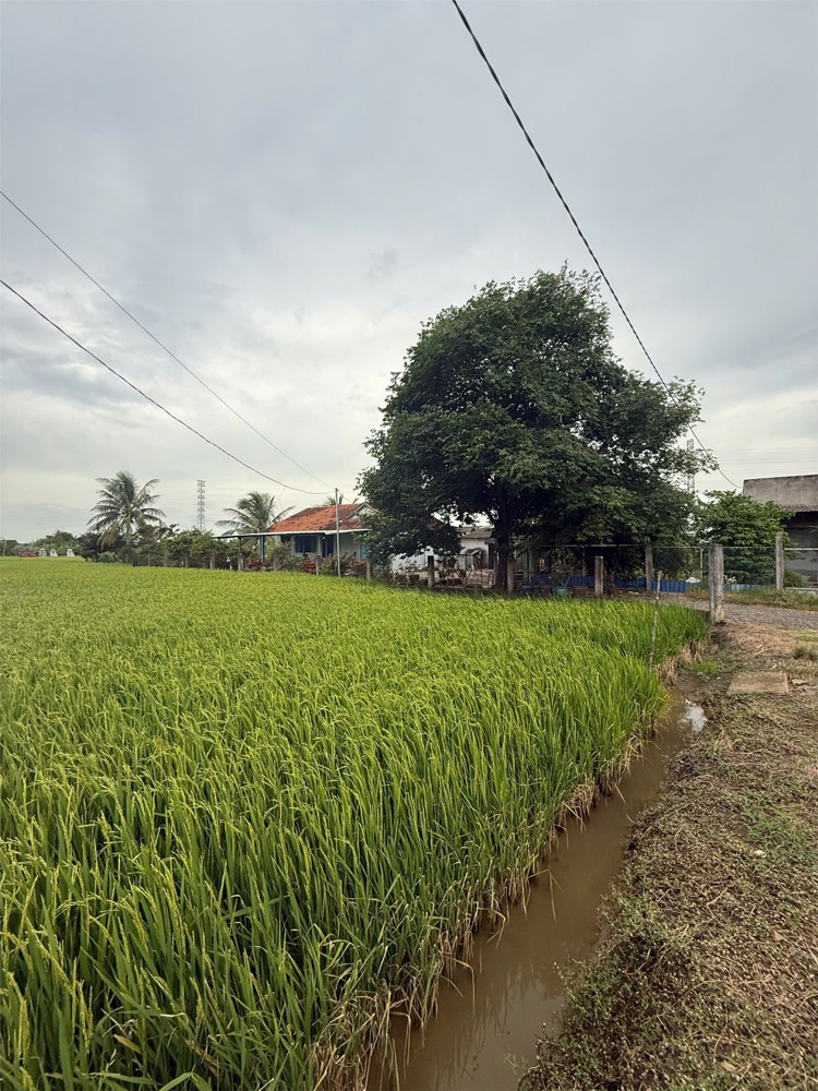 Đất Chính Chủ - Giá Tốt Cần Bán Tại Bờ Mồi, Xã Phước Tuy, Huyện Cần Đước, Long An