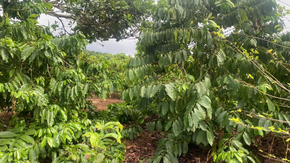 Chính Chủ Bán Đất Bắc Sơn, Đắk Mil, Lâm Đồng - 2,75Ha, Cách Ql14 Chỉ 400M, Có Hồ 2.000M3