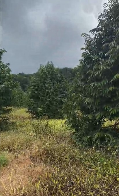 10Ha Sầu Riêng Thái Năm 4 - Đắk Đoa, Gia Lai - 2.000 Cây, Đất Đỏ Bằng Phẳng - Giá 40 Tỷ