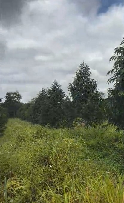 10Ha Sầu Riêng Thái Năm 4 - Đắk Đoa, Gia Lai - 2.000 Cây, Đất Đỏ Bằng Phẳng - Giá 40 Tỷ