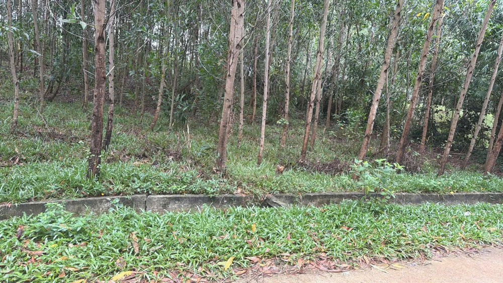 Đầu Tư Sinh Lời - Chính Chủ Cần Bán 2 Lô Liền Kề Khu Vực Tân Lộc, Tân Thủy, Lệ Thủy, Quảng Bình