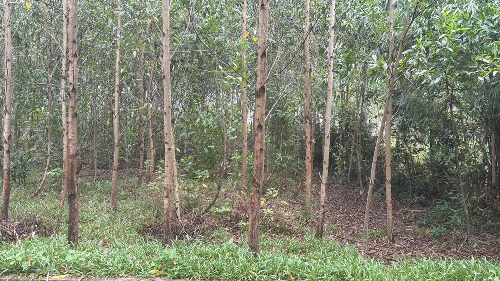 Đầu Tư Sinh Lời - Chính Chủ Cần Bán 2 Lô Liền Kề Khu Vực Tân Lộc, Tân Thủy, Lệ Thủy, Quảng Bình