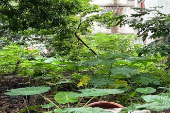 Đất Đẹp Gia Lâm, Giá Tốt - Đầu Tư/Ở Định Cư | Vị Trí Đắc Địa
