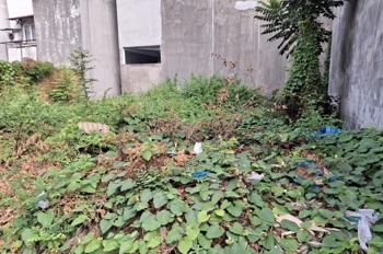 🔥[GIẢM 200TR] Đất HXH Nở Hậu Thạnh Lộc 22, Q12 - 81m² Giá Tốt