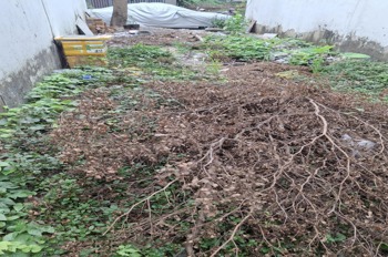 🔥 Giảm 900tr - Đất Thạnh Lộc 81m2, Ngang 4m, Xây Dựng Tự Do, Vị Trí Đắc Địa