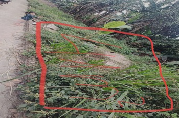 Bán Gấp Lô Đất 41m² Xóm 6, Tiền Yên - Giá Sốc, Pháp Lý Rõ Ràng