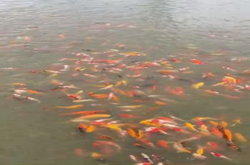 Bán Đất Bắc Sơn Trảng Bom Kinh Doanh Ăn Uống Hồ Câu Cá Gần Giáo Xứ Bùi Đệ