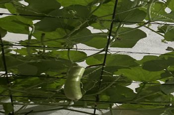 Chính chủ CẦN BÁN LÔ ĐẤT LÊ HỮU TRÁC SƠN TRÀ