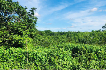 Chủ bán 2371mv cln tai hoà bình xuyên mộc hcm