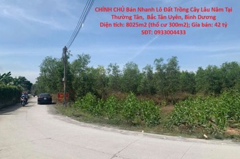 CHÍNH CHỦ Bán Nhanh Lô Đất Trồng Cây Lâu Năm Tại Thường Tân, Bắc Tân Uyên, Bình Dương