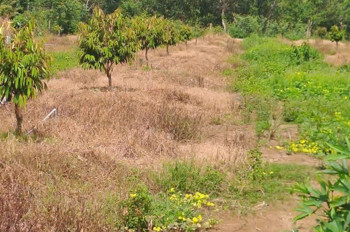 CHÍNH CHỦ CẦN BÁN ĐẤT TRỒNG CAO SU - DIỆN TÍCH 1,2HA- LỘC NINH - BÌNH PHƯỚC