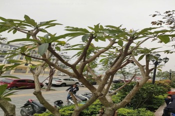 Bán Gấp Căn Hộ Học Viện Phụ Nữ Pháo Đài Láng 86m² - 5.8 Tỷ