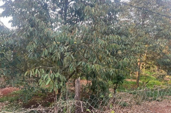 CHÍNH CHỦ CẦN BÁN ĐẤT 3 SÀO 2 TRỒNG SẦU RIÊNG – LỘC AN, LỘC NINH, BÌNH PHƯỚC