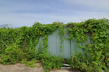 Bán 2 Lô Đất Liền Kề Đường số 40 Hiệp Bình Chánh Thành Phố Thủ Đức