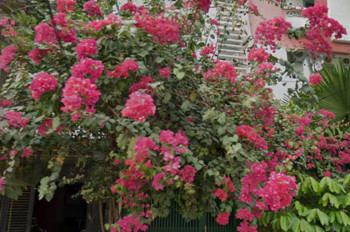 Giảm 2.5 tỷ! Nhà Vuông SHR 4 tầng Đ.8m 98m2 – Bình Lợi Bình Thạnh S