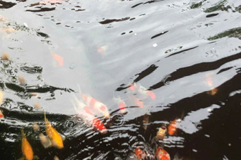 Bán Nhà Diên Toàn-Diên Khánh
DT: 188m2 Giá bán: 3,3tỷ có thương lượng