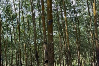 ĐẤT ĐẸP TÂN LỢI – ĐỒNG PHÚ, 2HA CAO SU – CHỈ 3 TỶ