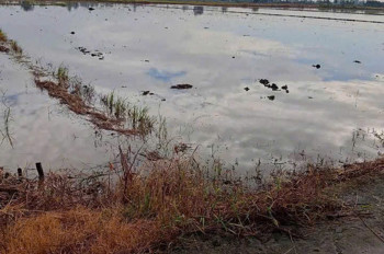 BÁN ĐẤT RUỘNG KHU VỰC PHI THÔNG – RẠCH GIÁ – KIÊN GIANG