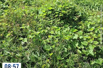 Chính CHủ CẦN BÁN 2 LÔ ĐẤT  Tại Phường 1 & 2, Thị Xã Vĩnh Châu, Sóc Trăng