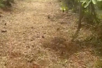 ĐẤT ĐẸP – GIÁ TỐT – CHÍNH CHỦ  CẦN BÁN  NHANH  LÔ ĐẤT  TẠI thôn 5 ,Tân Lâm, Di Linh, Lâm Đồng