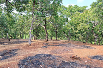 CHÍNH CHỦ CẦN BÁN 1 MẪU 2 ĐẤT VƯỜN ĐIỀU  – SÁT TRỤC ĐƯỜNG ĐT 753 – ĐỒNG PHÚ, BÌNH PHƯỚC