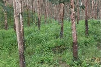 Đất Đẹp – Giá Đầu Tư - Cần Bán  Lô Đất Tại  Thọ Sơn, Bù Đăng, Bình Phước