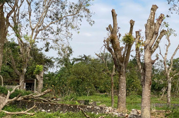 CHỦ CHUYỂN VIỆC – BÁN GẤP TRANG TRẠI DÒNG TIỀN SIÊU TỐT TẠI ĐÔNG PHÚ , ĐÔNG SƠN, THANH HÓA