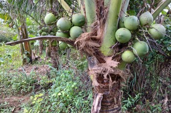 BÁN ĐẤT TẶNG NHÀ CẤP 4 CÓ SẴN DIỆN NƯỚC TẠI KHÁNH HOÀ