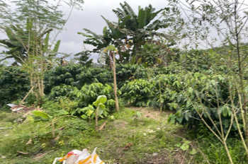 CẦN TIỀN CHỮA BỆNH CHO MẸ BÁN GẤP ĐẤT TẠI XÃ HÒA NAM, DI LINH, LÂM ĐỒNG