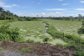 K1754 ✨ đất Mặt tiền Thạnh Xuân 52 Hóc Môn, SHR, 24x51m, 13.x tỷ