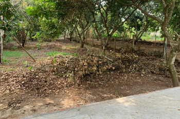 Chỉ 1.68 tỷ (bớt lộc) - Bán Vườn Chôm Chôm Xã Bàu Hàm 2 - Thống nhất - Đồng Nai