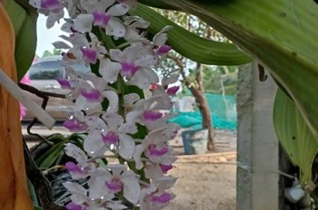 Nhà Vườn Đẹp – Giá Tốt –Chính Chủ Cần Bán Nhà Vườn Đường Võ Văn Tần,Tân Hải, Tx. La Gi, Bình Thuận