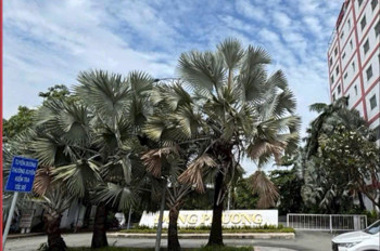 Siêu Quỹ Đất Mt Nguyễn Văn Quá – 2.631M² Full Thổ – Ngang 32M Nở Hậu Khủng