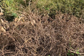 Bán Đất Chính Chủ – Sổ Hồng Riêng – Đức Hòa, Long An