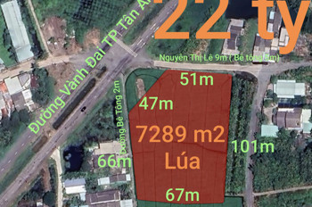 Bán Gấp Lô Đất Lúa Chuyển Thổ Đường Vành Đai Tân An Giá 22 Tỷ