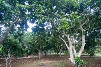 Chỉ 750Tr Sở Hữu Ngay 500M2 Đất Chính Chủ Mặt Tiền Oto Tránh Tại Bảo Vinh-Long Khánh